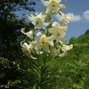 Lilium akkusianum  @North-east Turkey